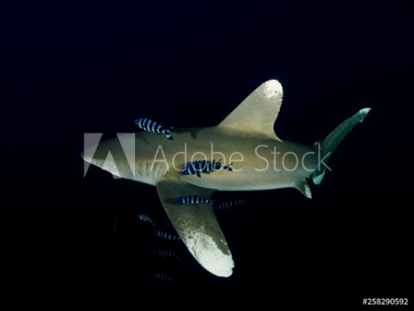 Picture of Oceanic Whitetip